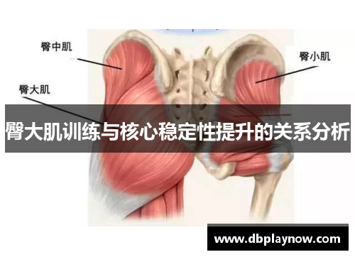 臀大肌训练与核心稳定性提升的关系分析